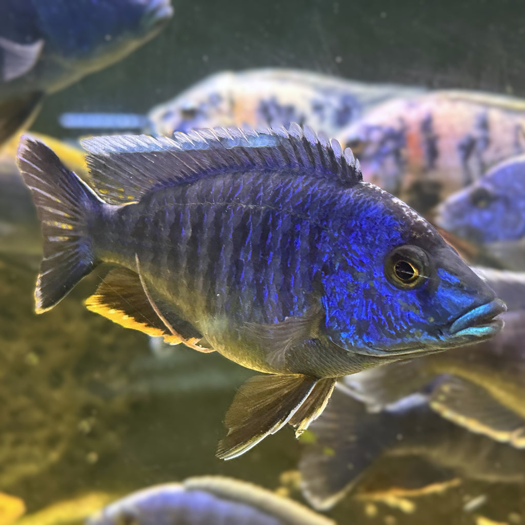 Electric Blue Fryeri cichlid from Scallywags Fish Bowl with vibrant electric blue male coloration and pronounced dorsal fin