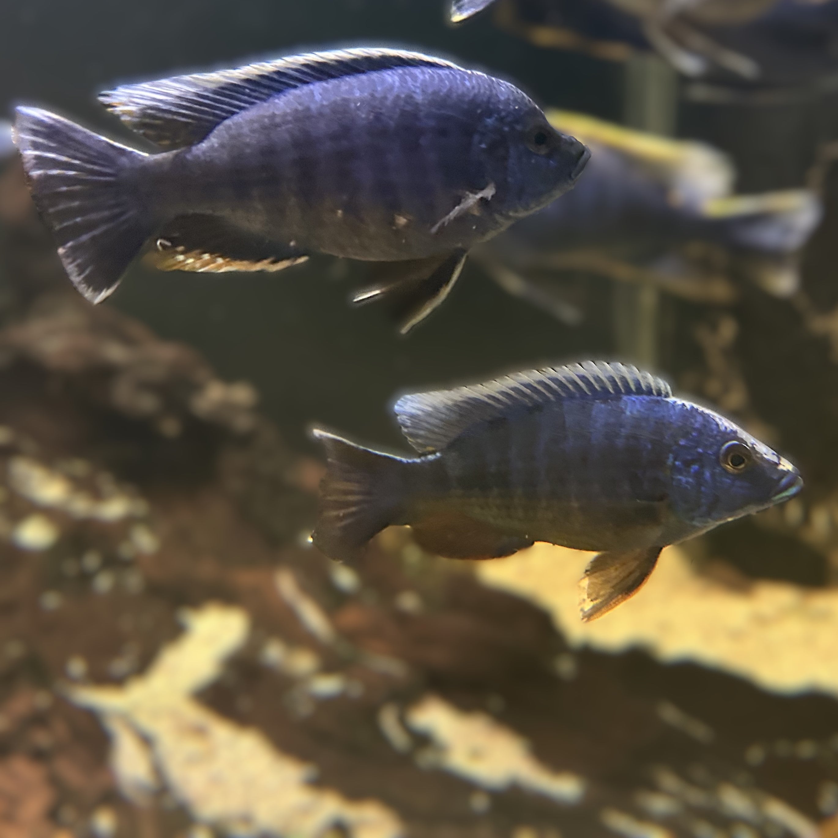 Two Electric Blue Fryeri cichlids swimming above rocky substrate in a freshwater aquarium