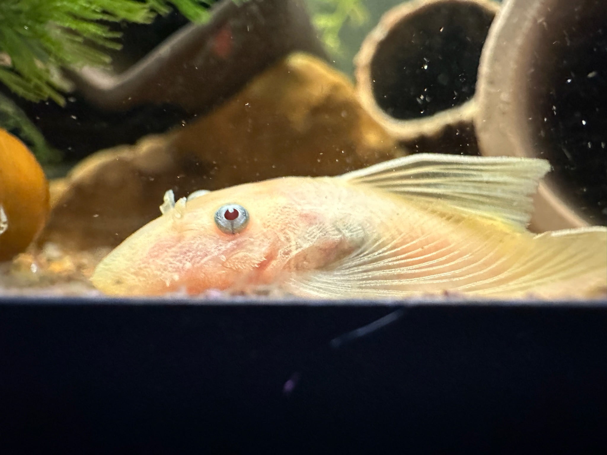 Long Fin Blue Eye Lemon pleco Scallywags Fish Bowl resting on aquarium substrate showing pale lemon body and long fins