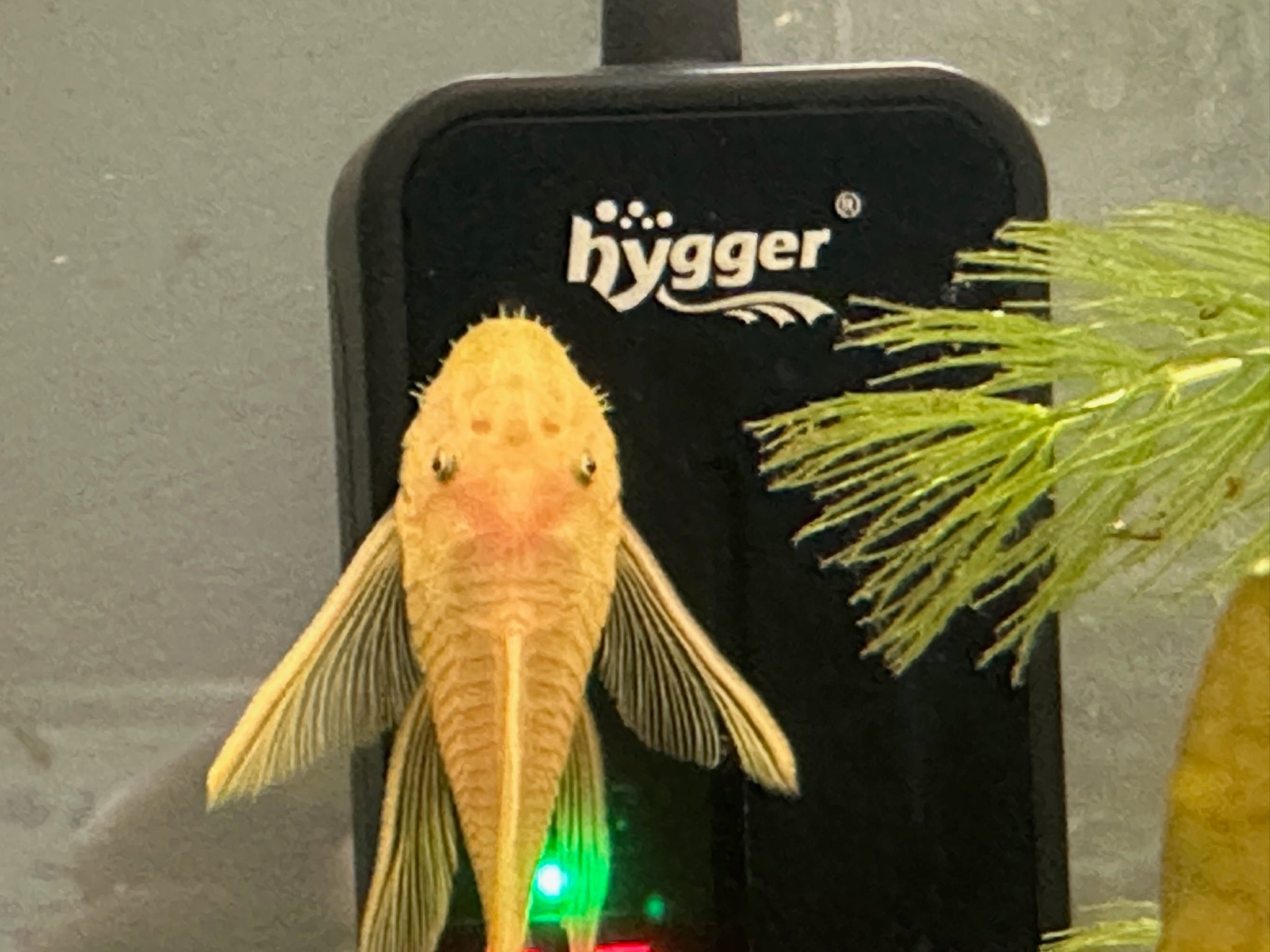 Scallywags Fish Bowl Long Fin Blue Eye Lemon pleco on aquarium filter with yellow body and long flowing fins