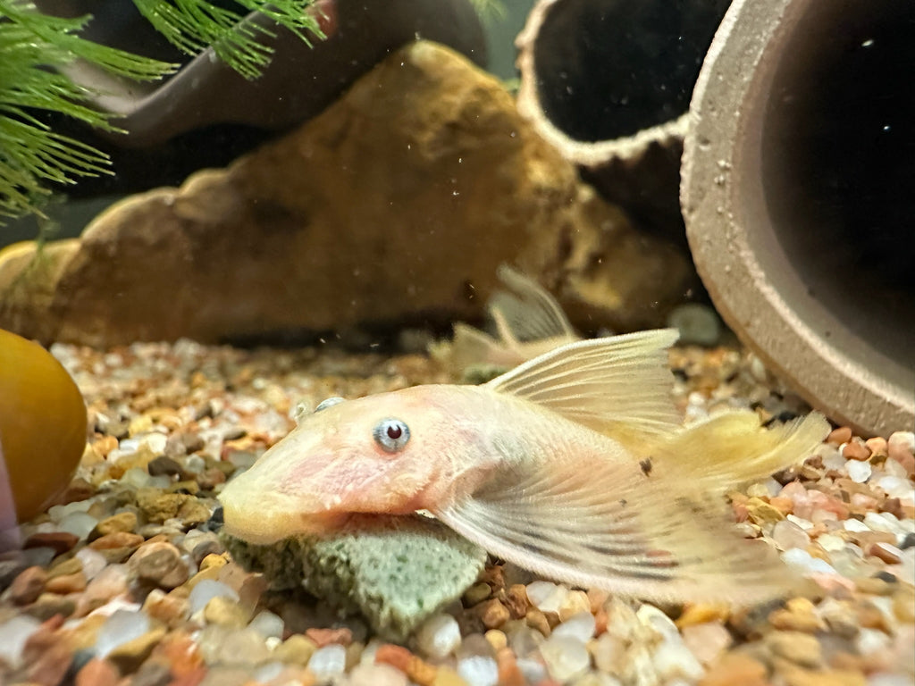 Long Fin Blue Eye Lemon pleco resting on gravel near ceramic cave showing pale lemon body and long fins