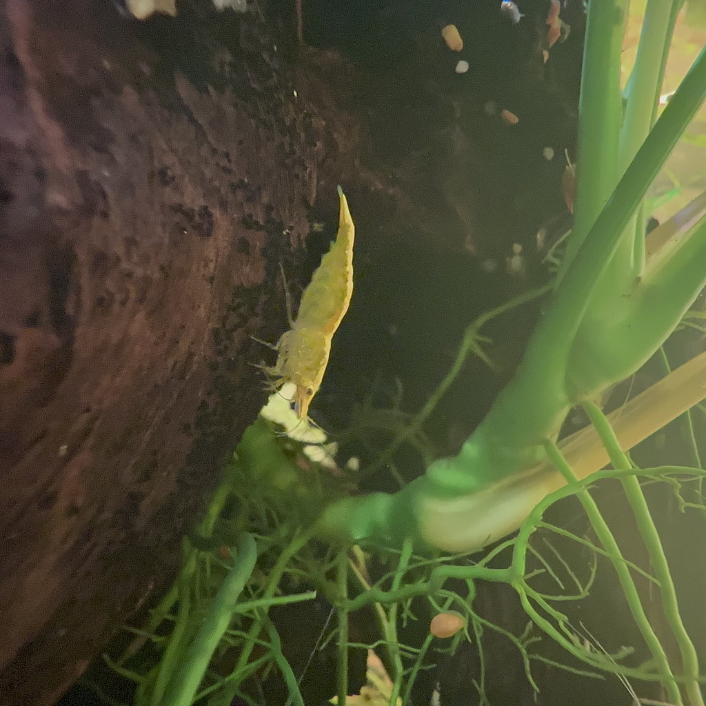 Yellow Neocaridina Shrimp on driftwood eating biofilm near green aquarium plants from Scallywags Fish Bowl