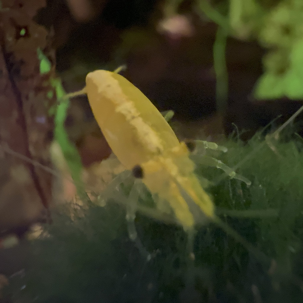 Yellow Neocaridina Shrimp on green aquarium moss close up showing translucent legs antennae and body