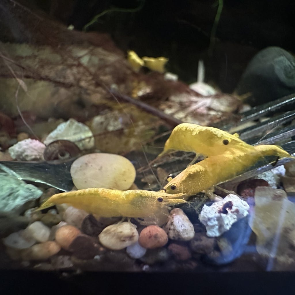 Yellow Neocaridina Shrimp trio grazing on pebbled substrate in a freshwater aquarium for cleanup