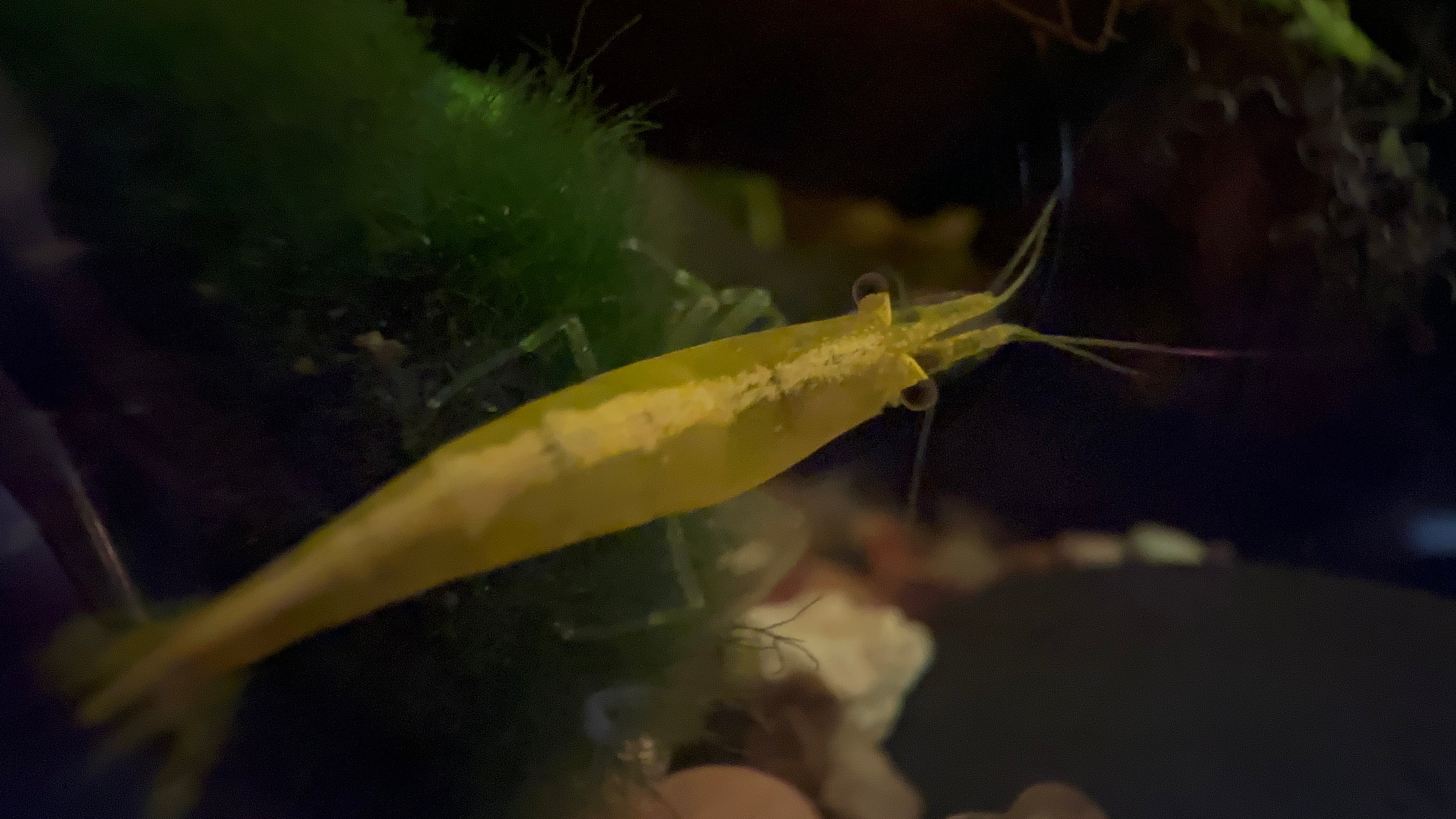 Yellow Neocaridina Shrimp Scallywags Fish Bowl Fish Swap on mossy aquarium gravel background