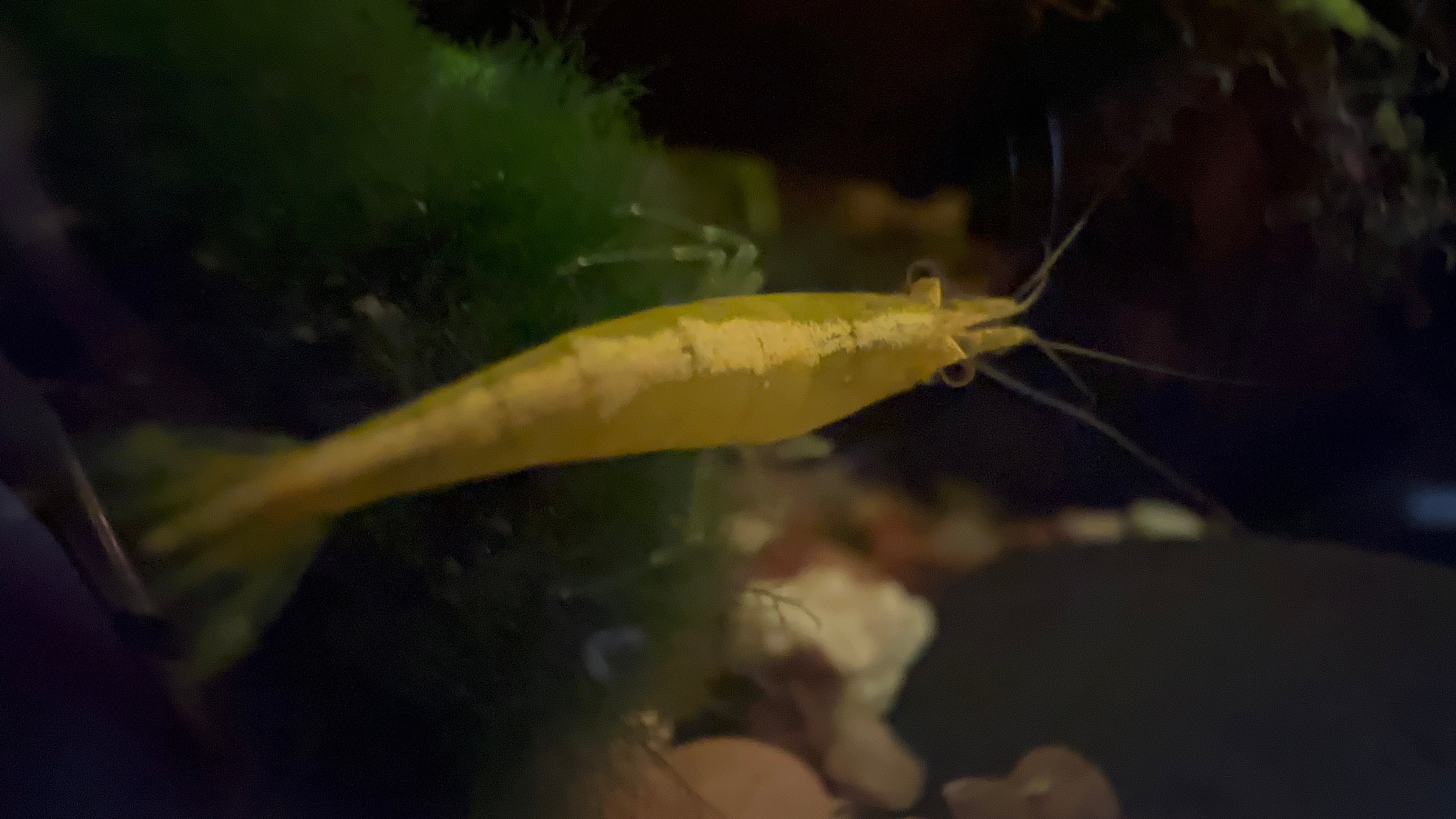 Yellow Neocaridina Shrimp close up side view on moss in freshwater aquarium Scallywags Fish Bowl