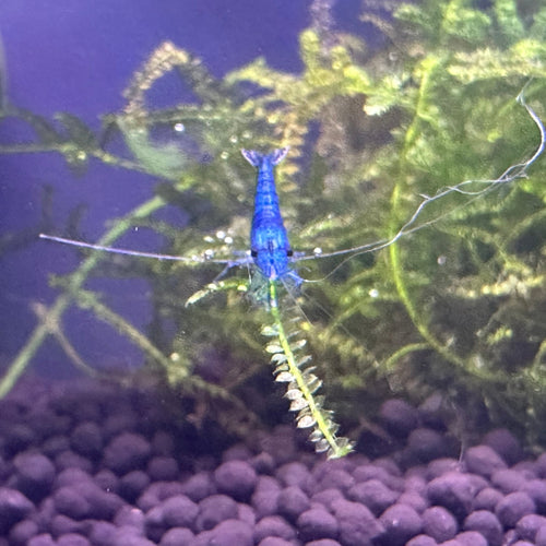 Blue Dream Shrimp from Scallywags Fish Bowl on aquatic plants in a freshwater aquarium