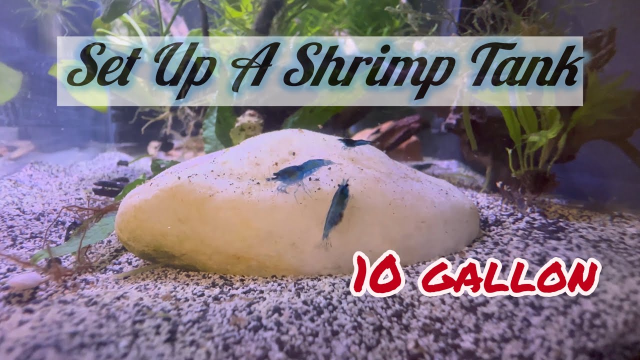 Load video: Picture of vibrant blue shrimp crawling on a white rock in an aquarium with the caption &quot;Set Up A Shrimp Tank - 10 Gallon&quot;