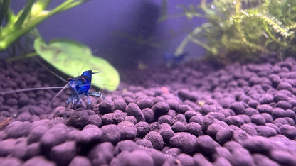 Blue Dream Shrimp on gravel substrate with aquatic plants in aquarium Buy Blue Dream Shrimp online