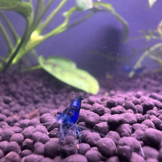Blue Dream Shrimp on aquarium gravel with green plants in background Buy Blue Dream Shrimp online