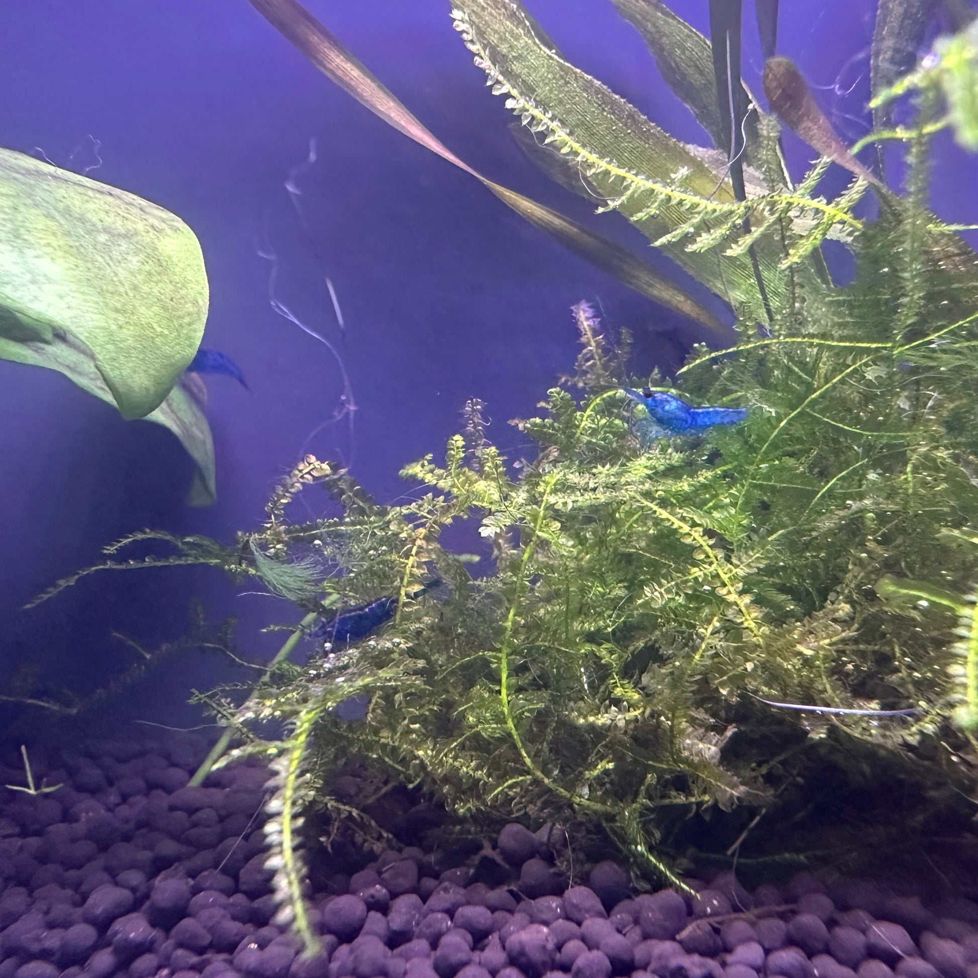 Buy Blue Dream Shrimp online from Scallywag's Fish Bowl in a planted aquarium with purple substrate