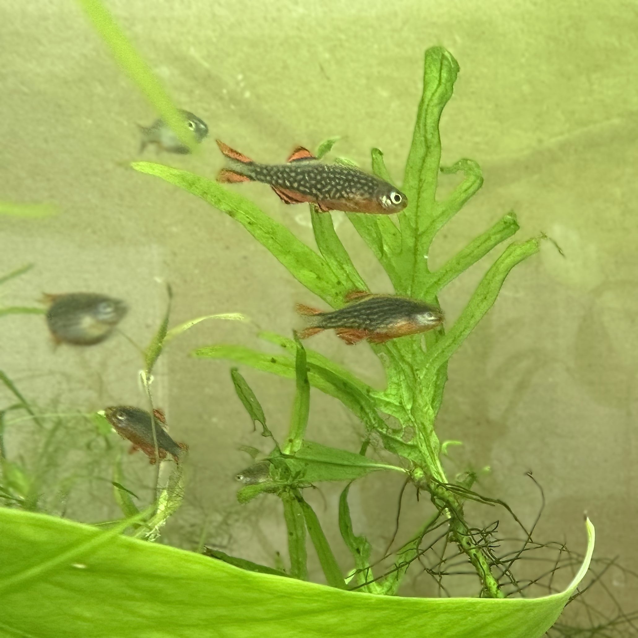 Celestial Pearl Danio nano fish swimming among green aquatic plants in a freshwater aquarium