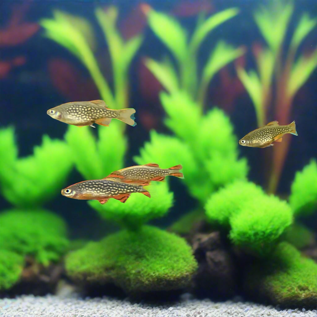 Scallywag's Fish Bowl Celestial Pearl Danio nano fish with colorful spotted bodies swimming in aquarium