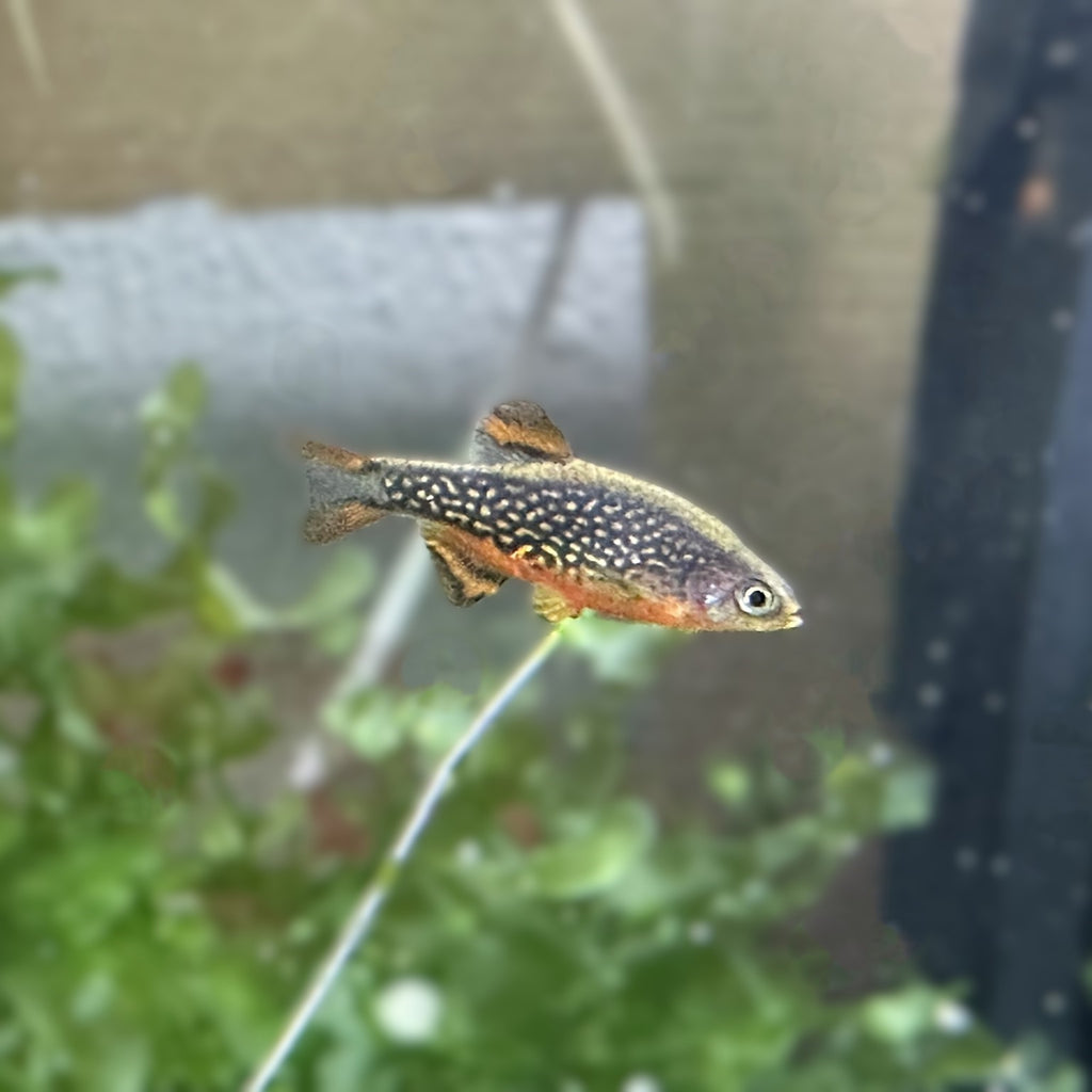 Celestial Pearl Danio a.ka. Galaxy Rasbora