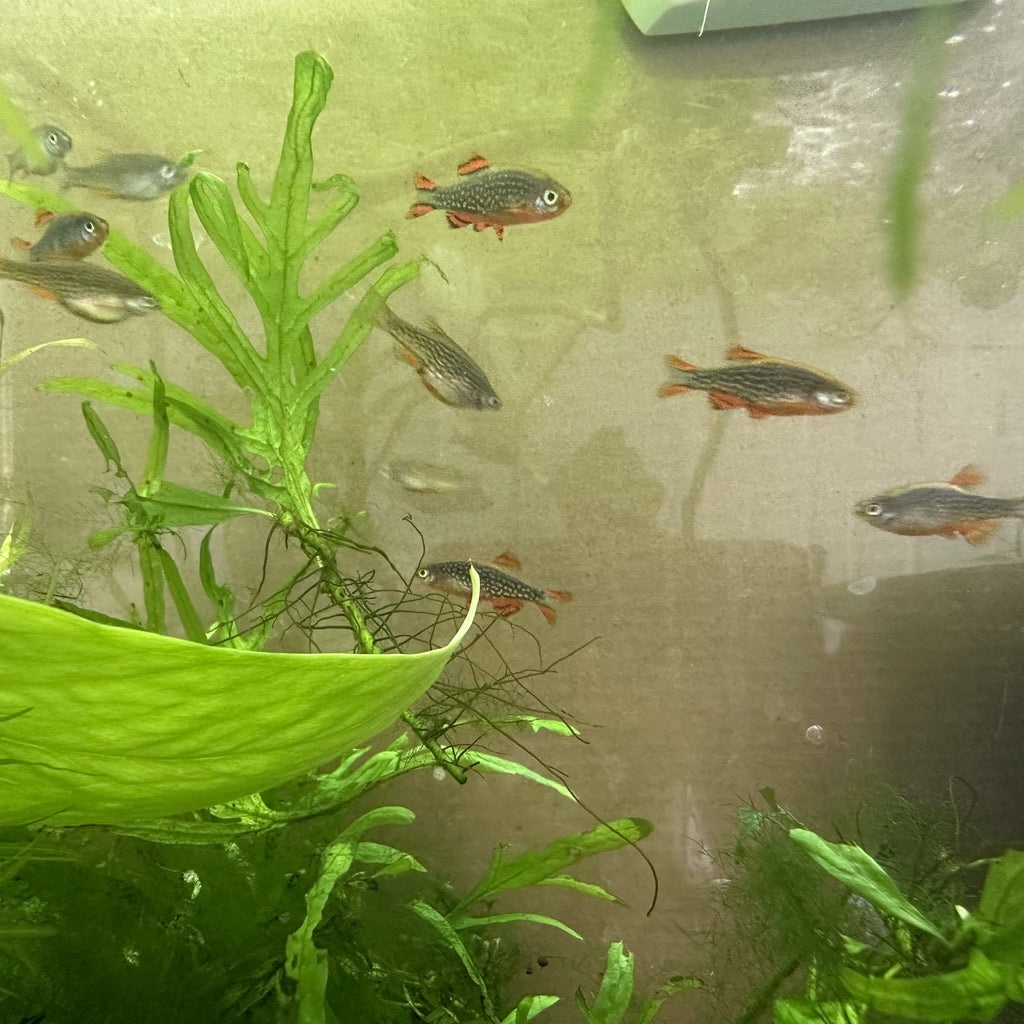 Celestial Pearl Danio small colorful fish swimming in a planted aquarium with green aquatic plants