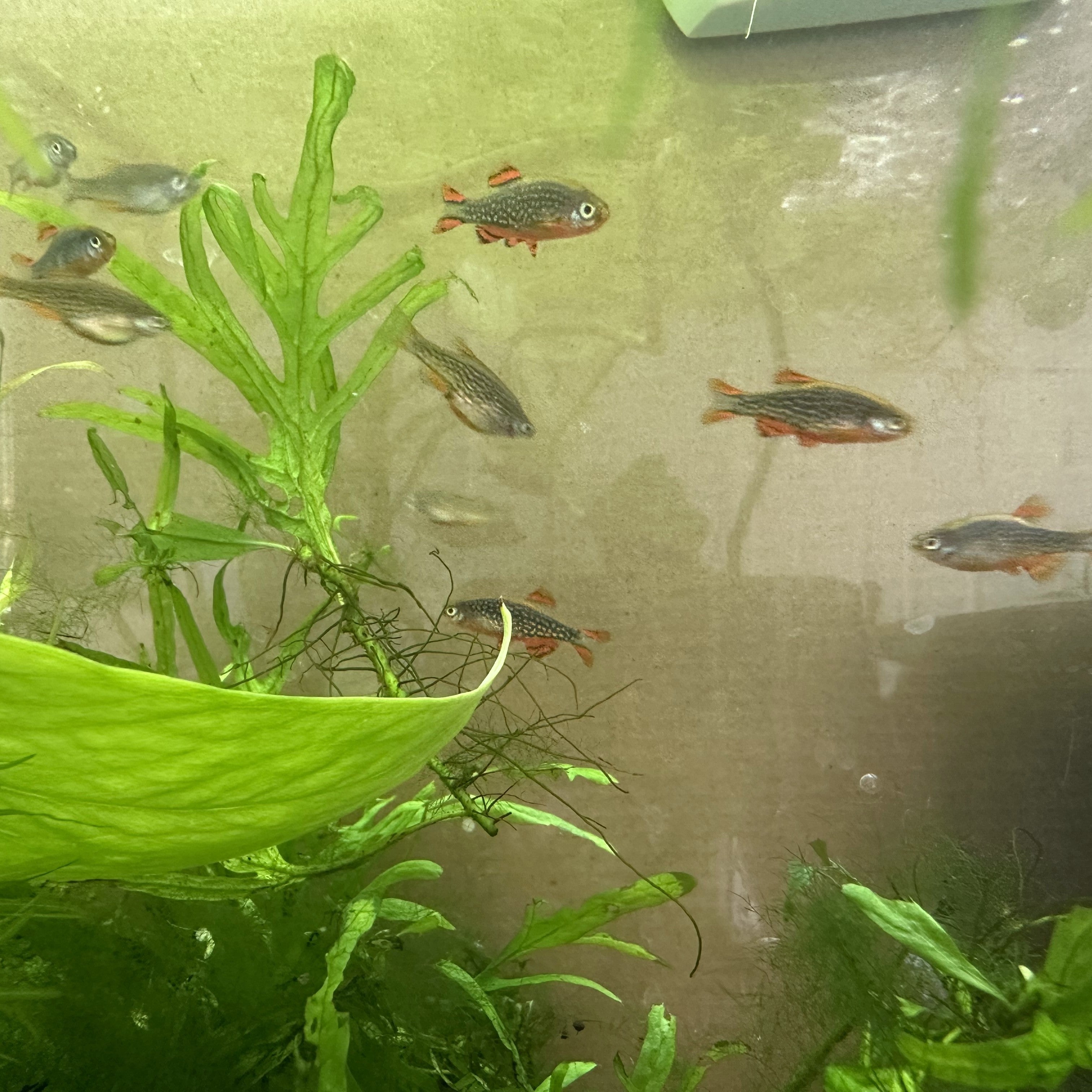 Celestial Pearl Danio small colorful fish swimming in a planted aquarium with green aquatic plants