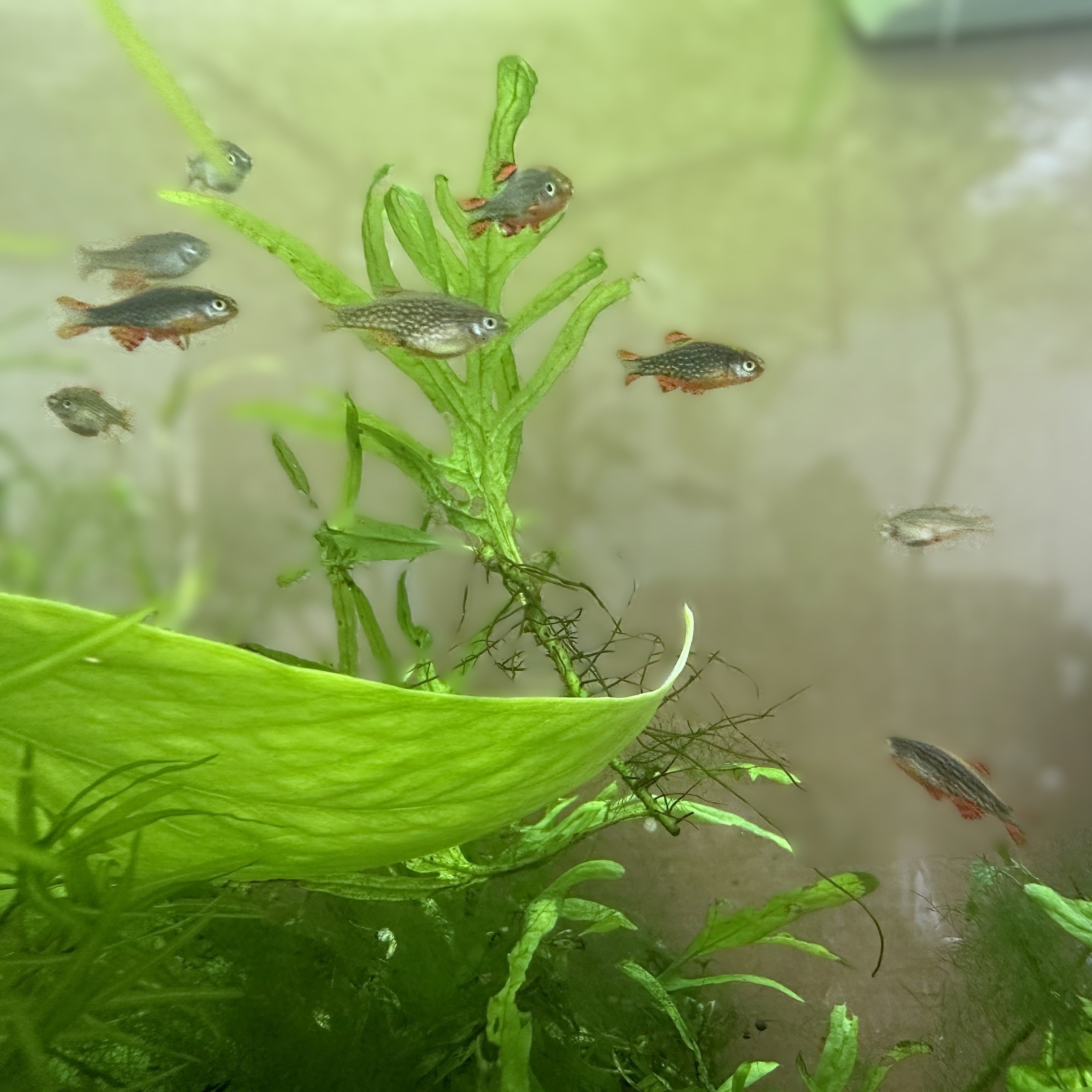 Celestial Pearl Danio nano fish swimming among green aquatic plants in a fish tank