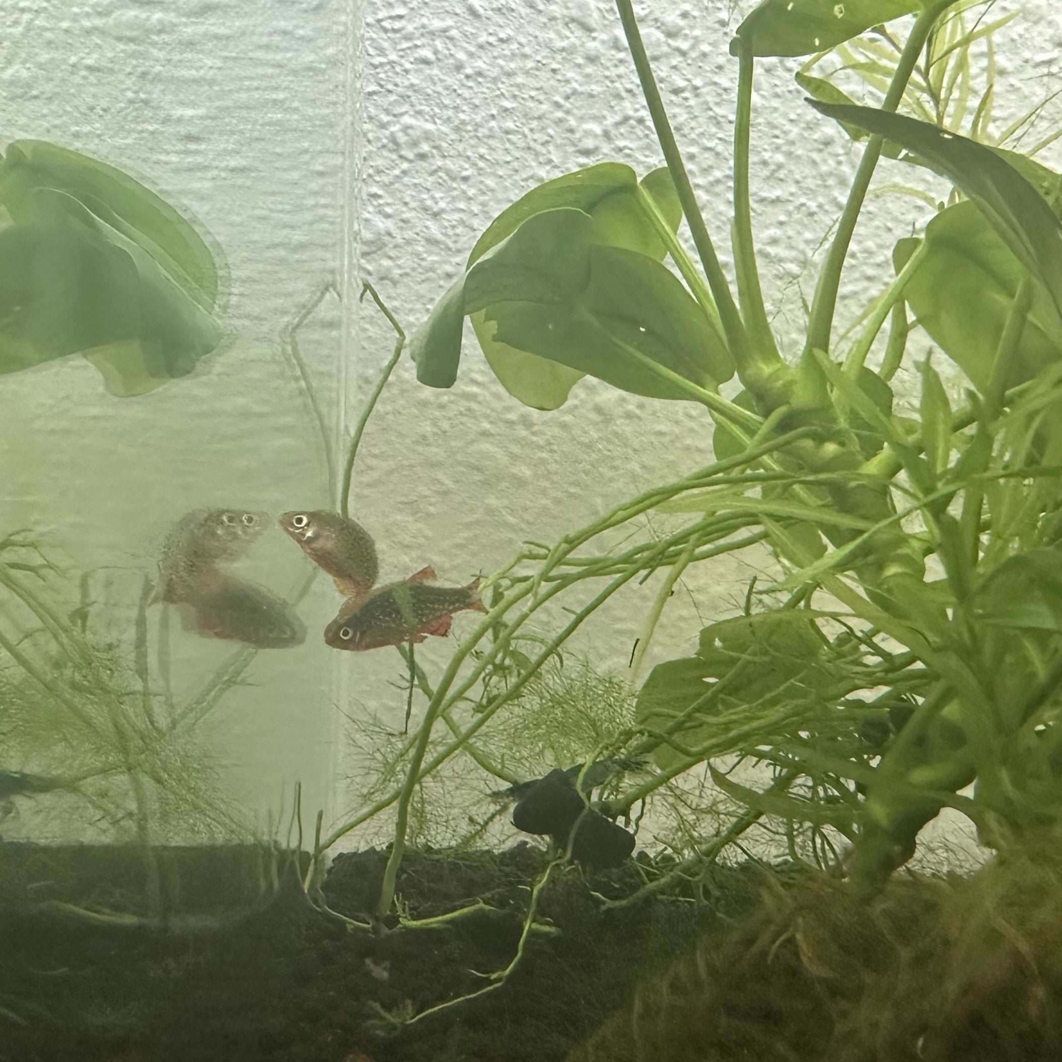 Celestial Pearl Danio nano fish swimming in a planted aquarium with green aquatic plants
