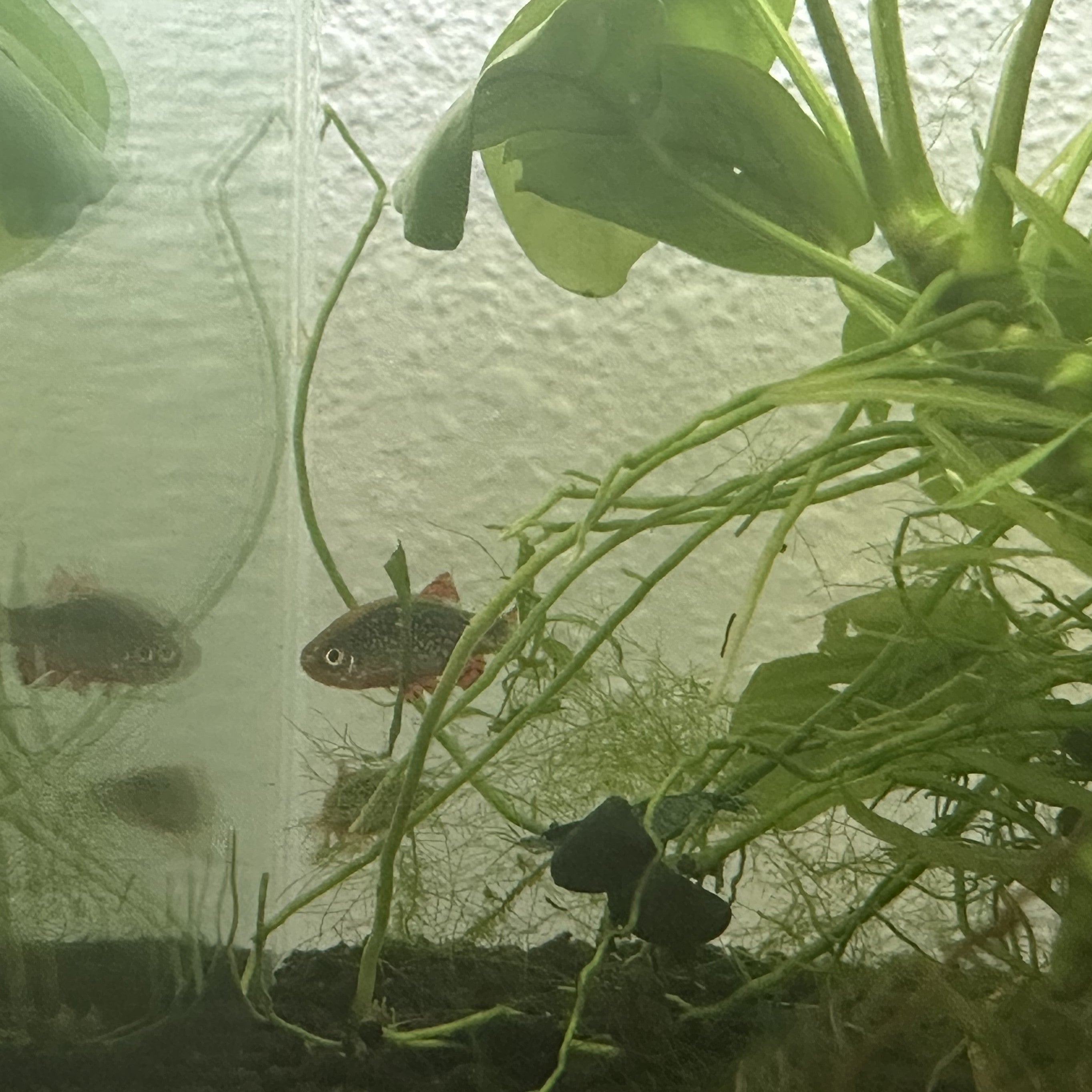 Celestial Pearl Danio nano fish swimming among green aquatic plants in a planted aquarium