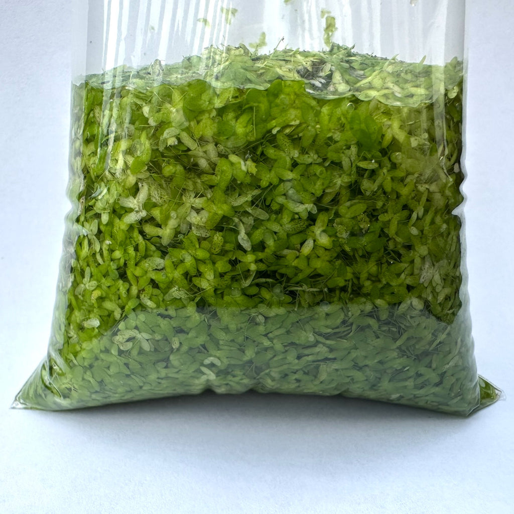 Duckweed Plant For Sale | Live Floating Aquarium Plant