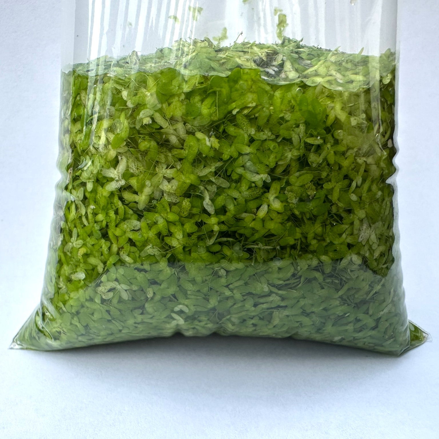 Duckweed Plant For Sale | Live Floating Aquarium Plant