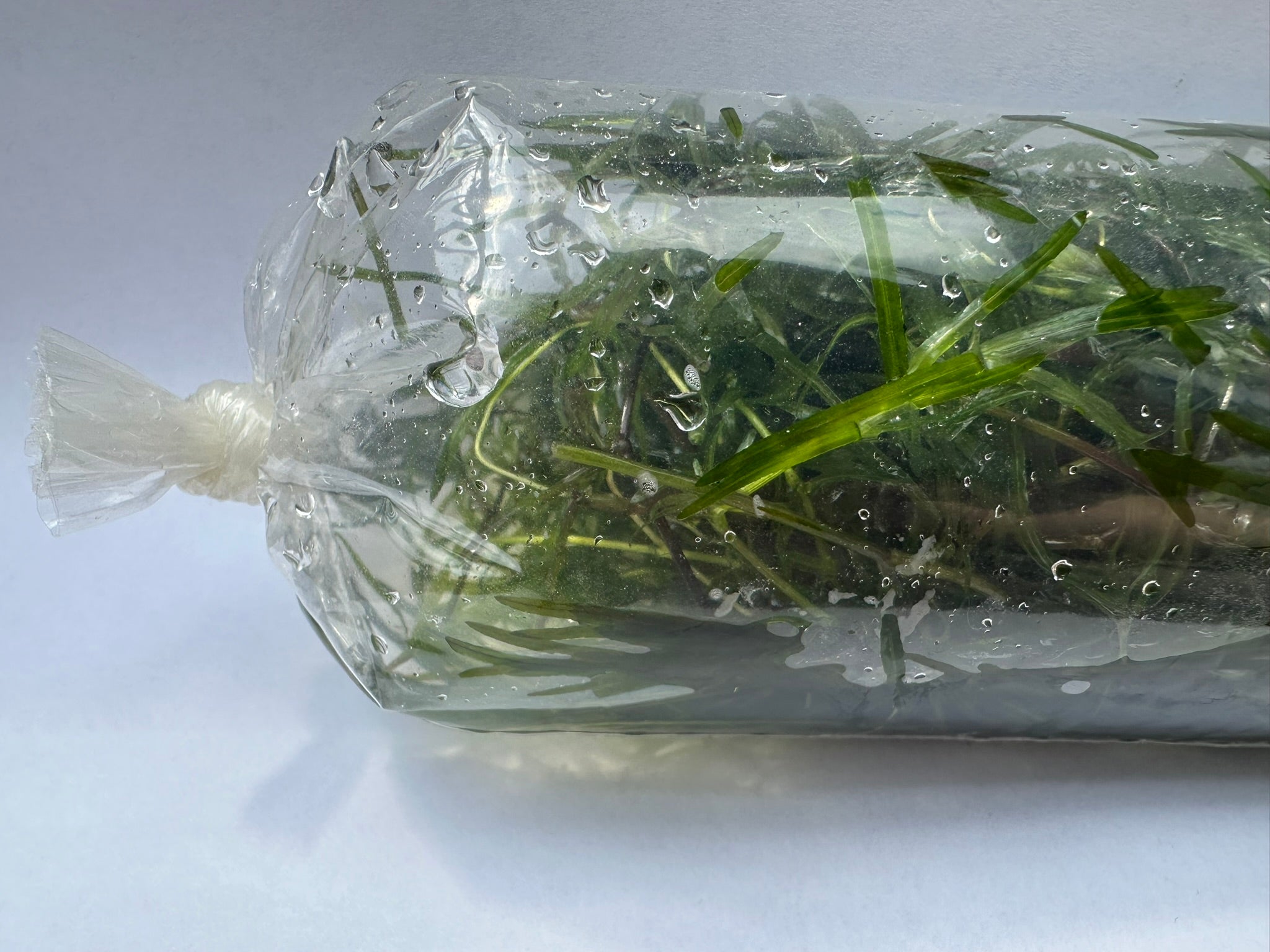Guppy Grass | Beginner Aquarium Plant