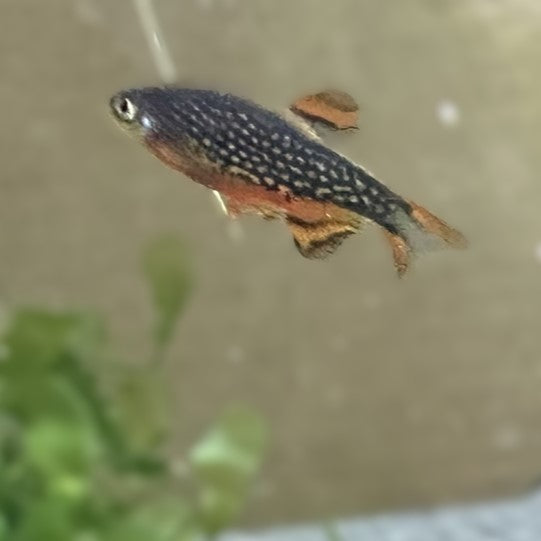 Celestial Pearl Danio (Galaxy Rasbora)