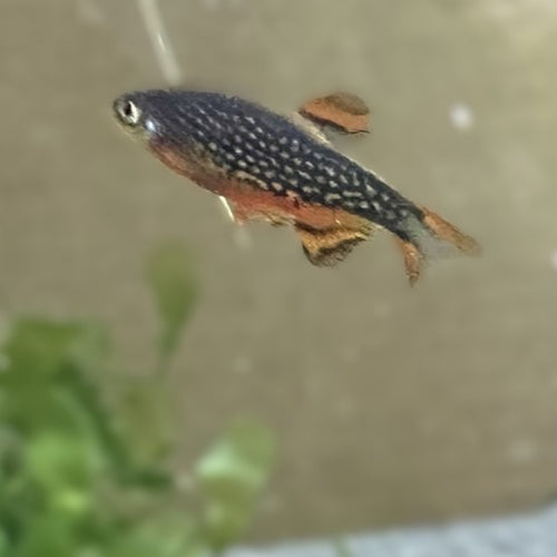 Celestial Pearl Danio (Galaxy Rasbora)
