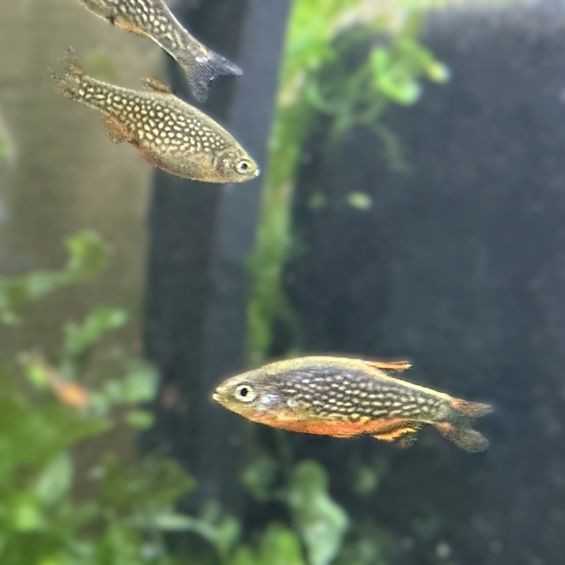 Celestial Pearl Danio (Galaxy Rasbora)