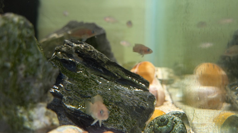 Neolamprologus multifasciatus