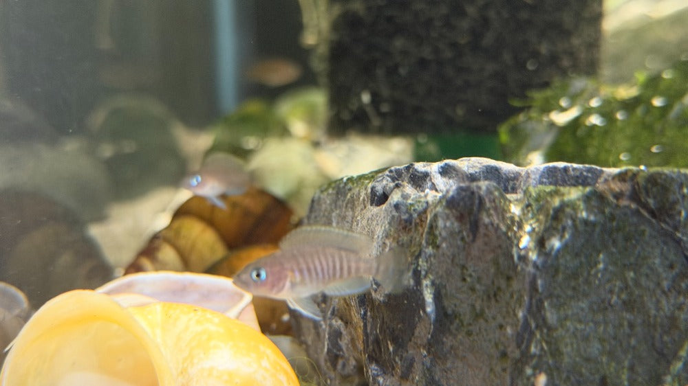 Neolamprologus multifasciatus
