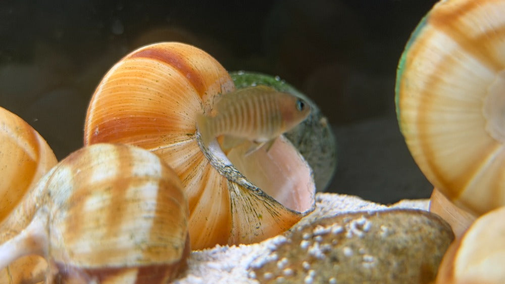 Neolamprologus multifasciatus