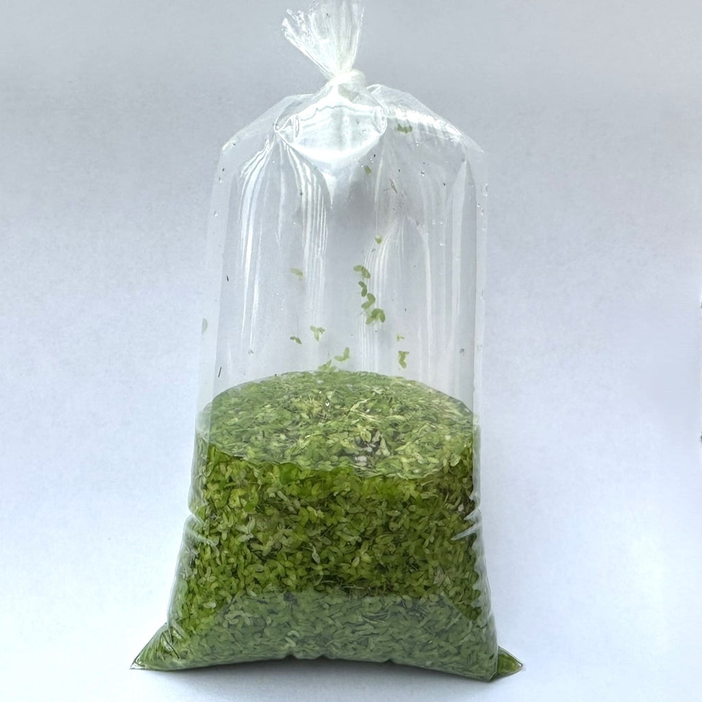 Duckweed Plant For Sale | Live Floating Aquarium Plant