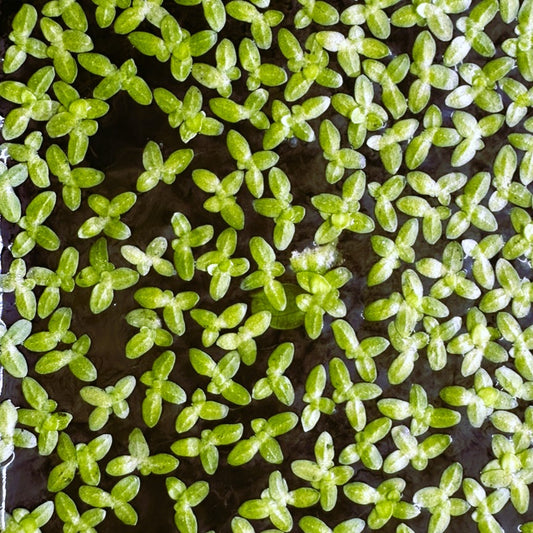 Close-up of vibrant green Duckweed Plant For Sale floating on water surface by Scallywag's Fish Bowl