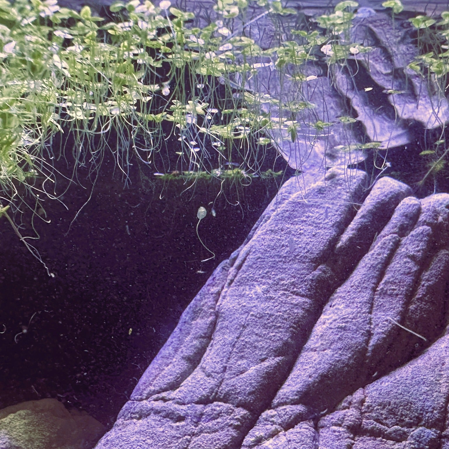 Scallywag's Fish Bowl Duckweed Plant For Sale floating atop water with rocks underneath