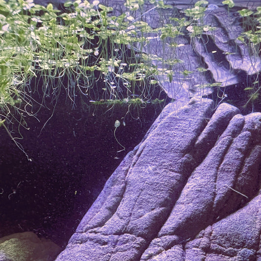 Scallywag's Fish Bowl Duckweed Plant For Sale floating atop water with rocks underneath
