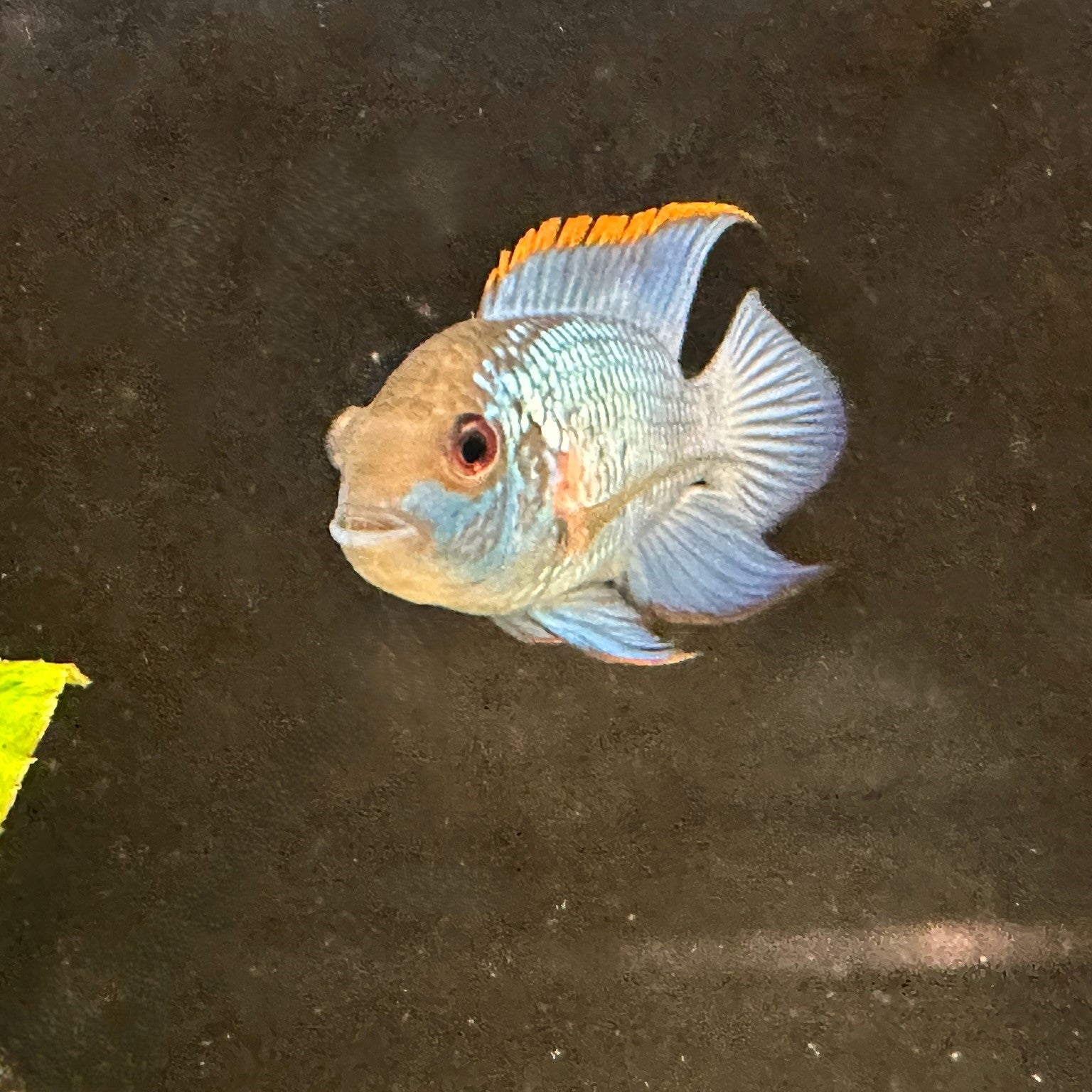Electric Blue Acara Fish - Scallywag's Fish Bowl