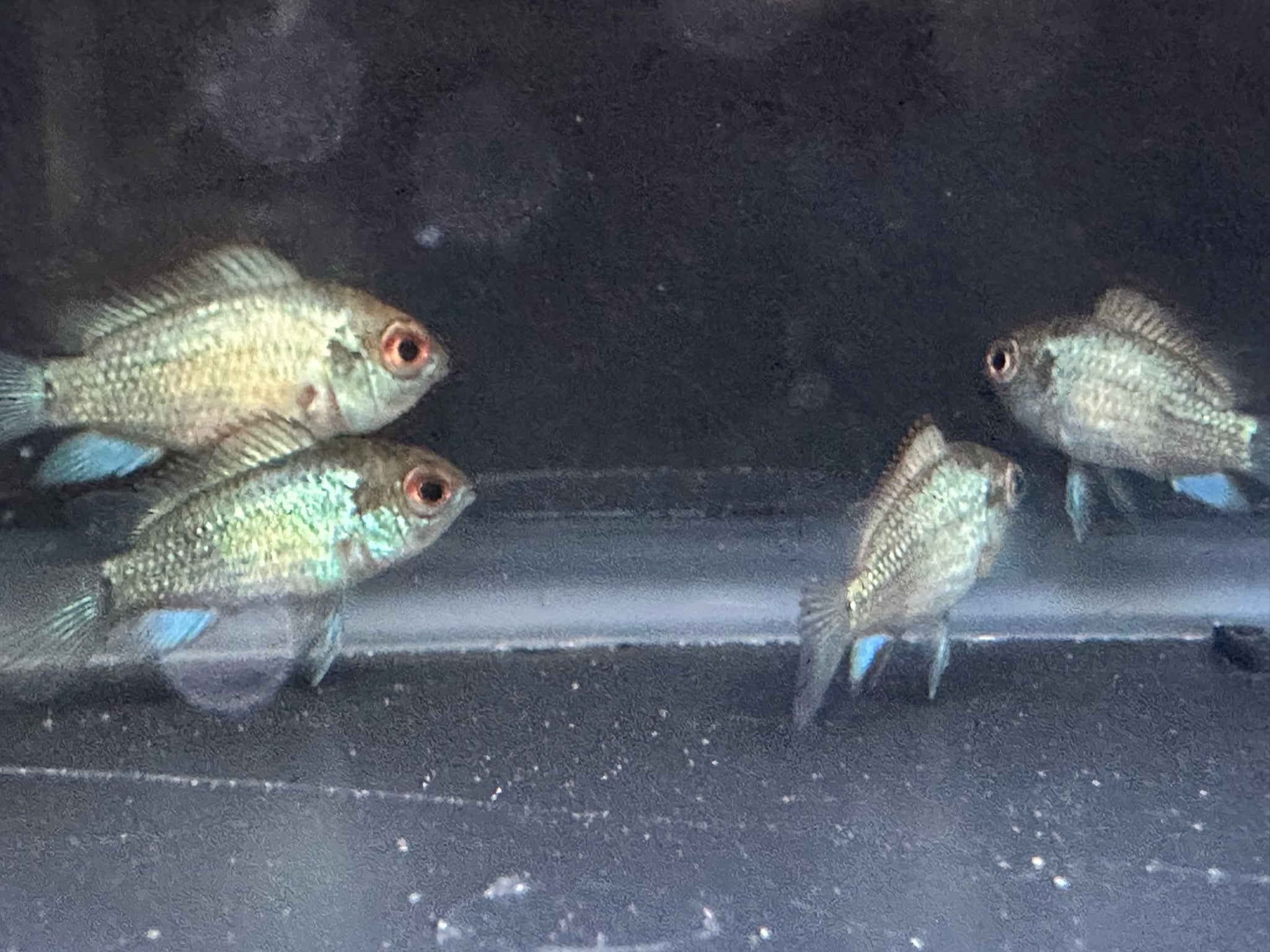 Electric Blue Acara Fish - Scallywag's Fish Bowl
