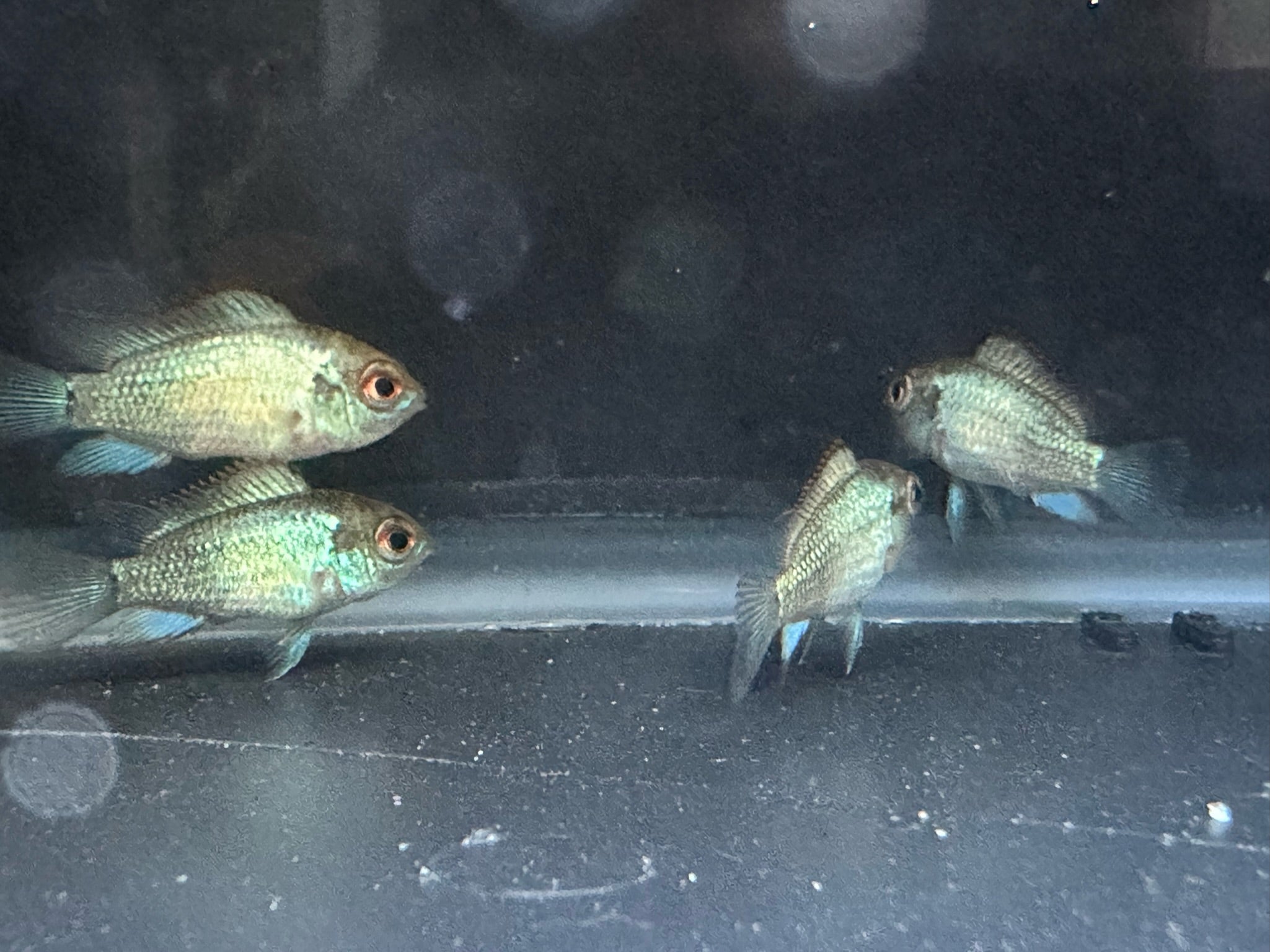 Electric Blue Acara Fish - Scallywag's Fish Bowl