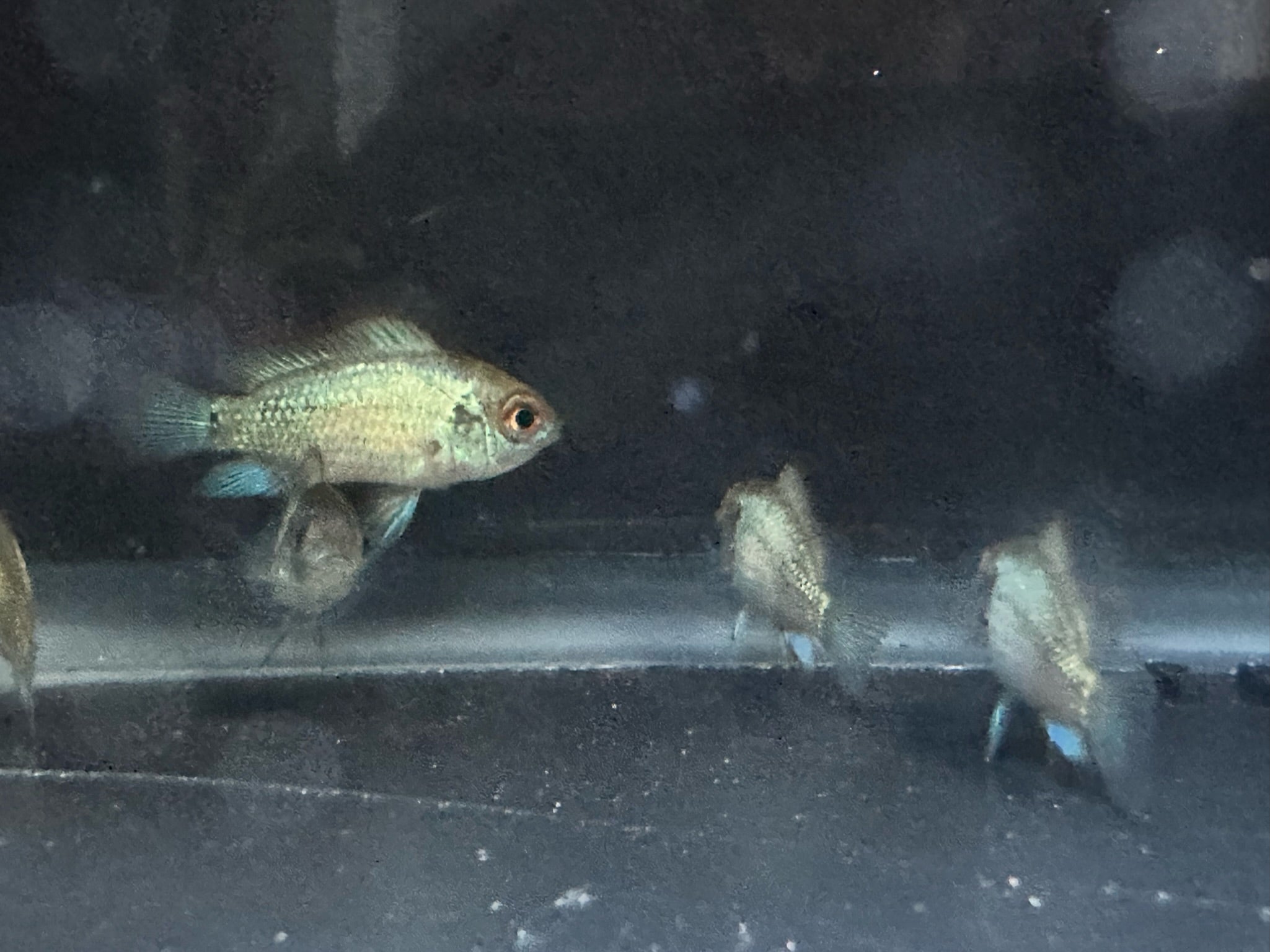Electric Blue Acara Fish - Scallywag's Fish Bowl
