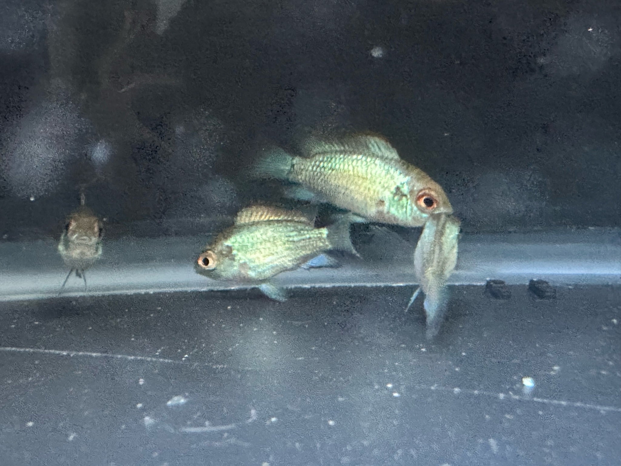 Electric Blue Acara Fish - Scallywag's Fish Bowl