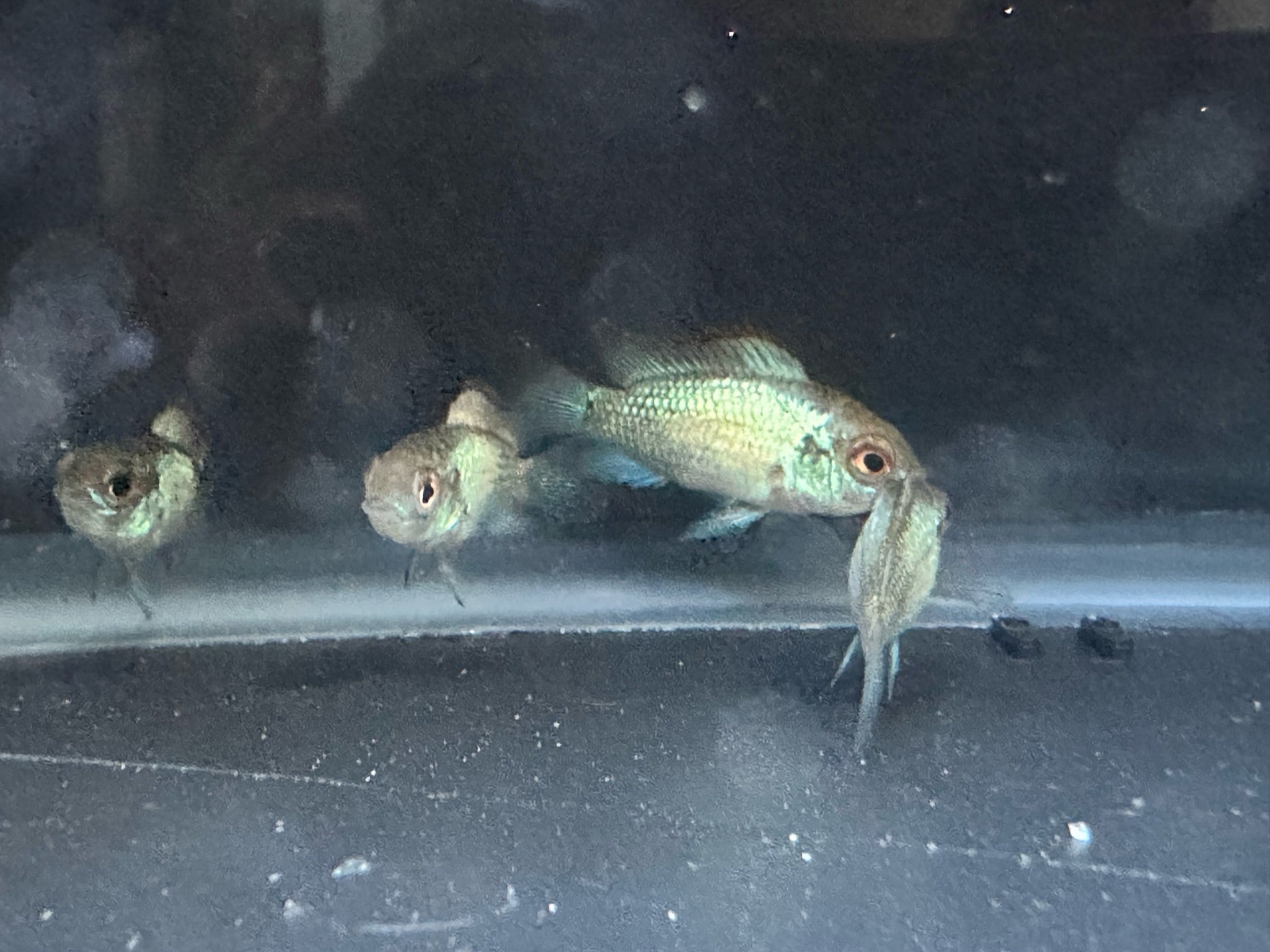 Electric Blue Acara Fish - Scallywag's Fish Bowl