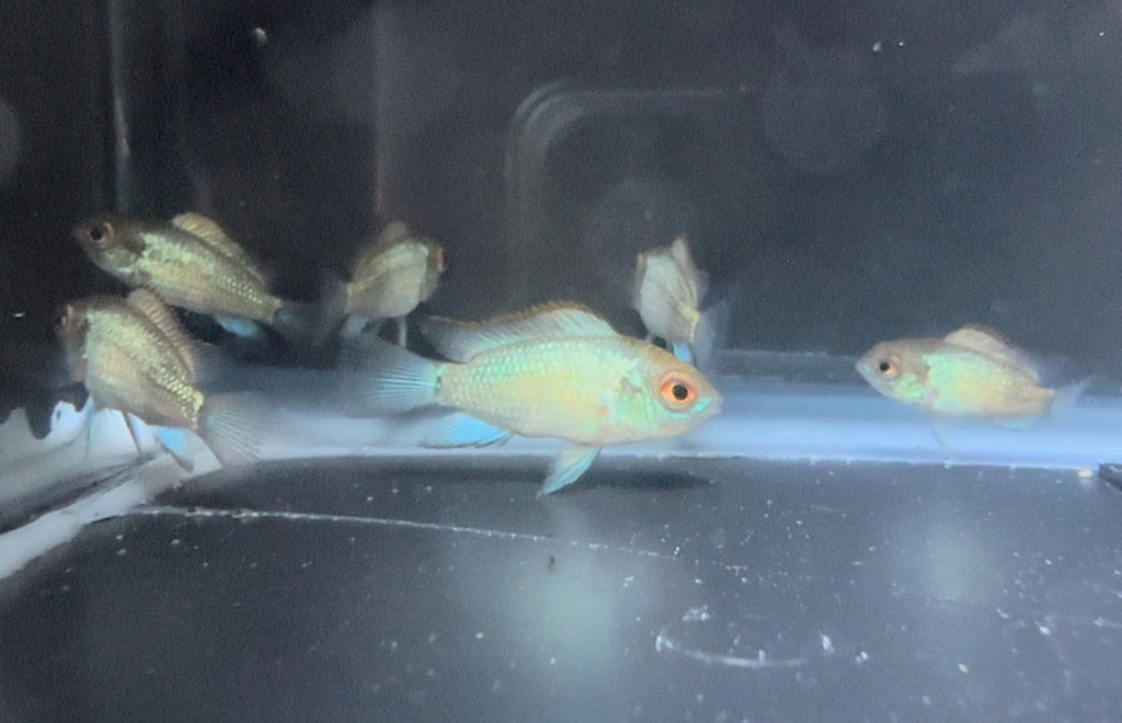 Electric Blue Acara Fish - Scallywag's Fish Bowl