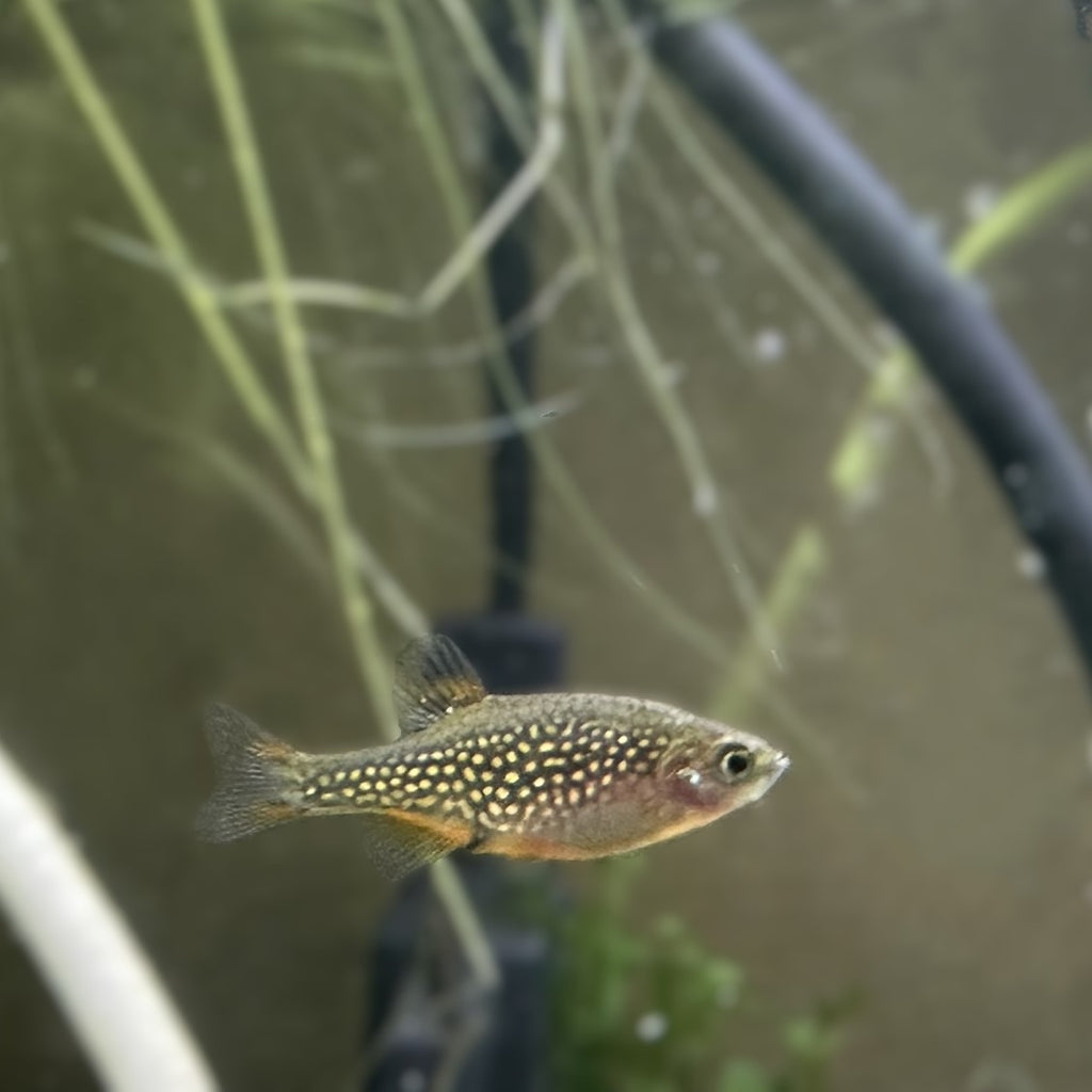 Celestial Pearl Danio a.ka. Galaxy Rasbora