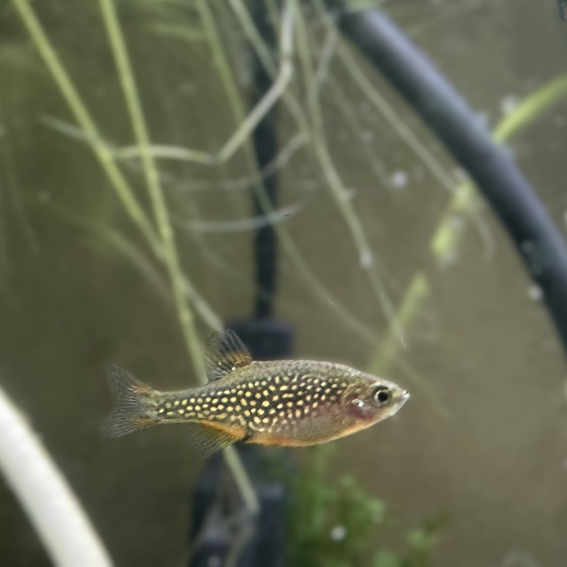 Celestial Pearl Danio (Galaxy Rasbora)