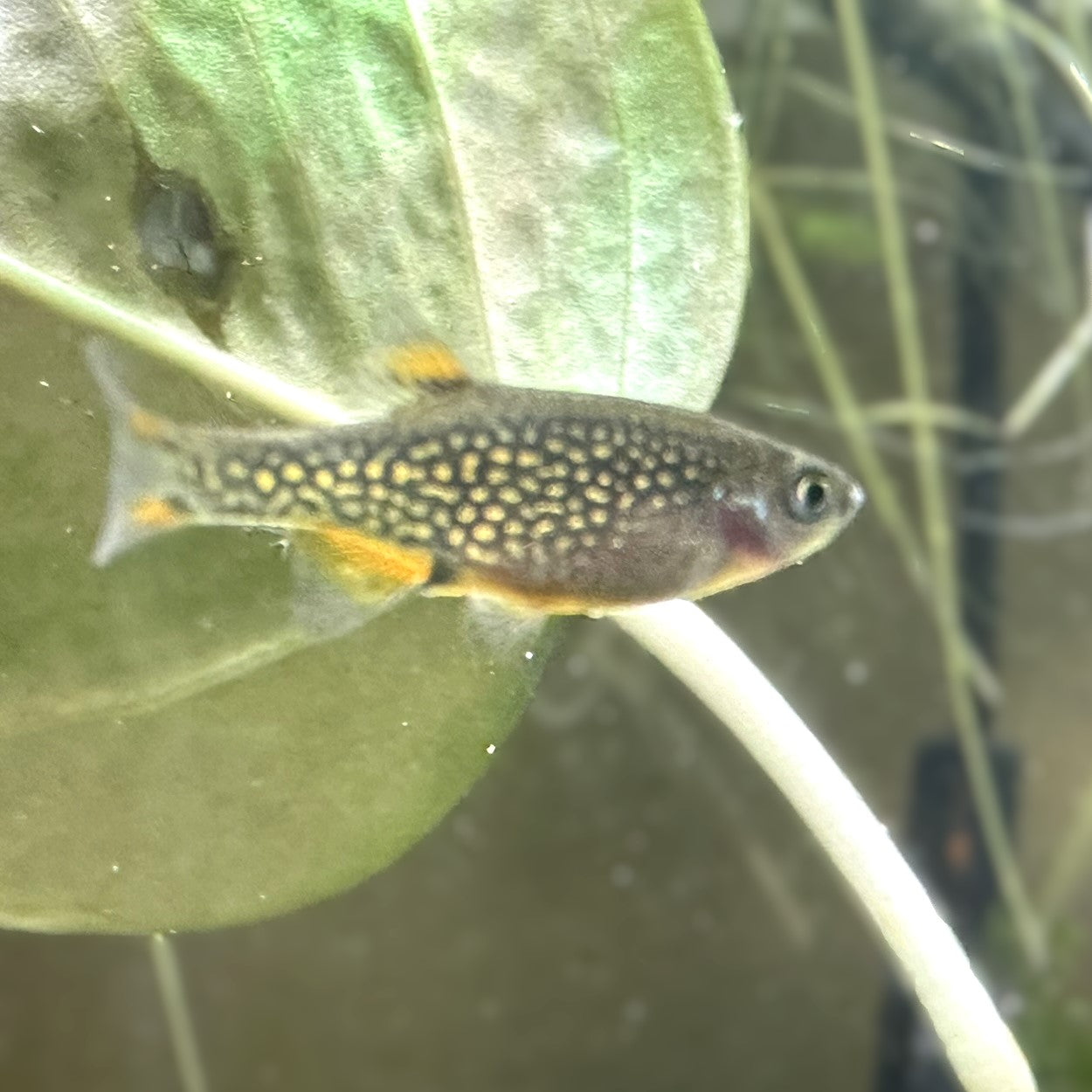 Celestial Pearl Danio (Galaxy Rasbora)