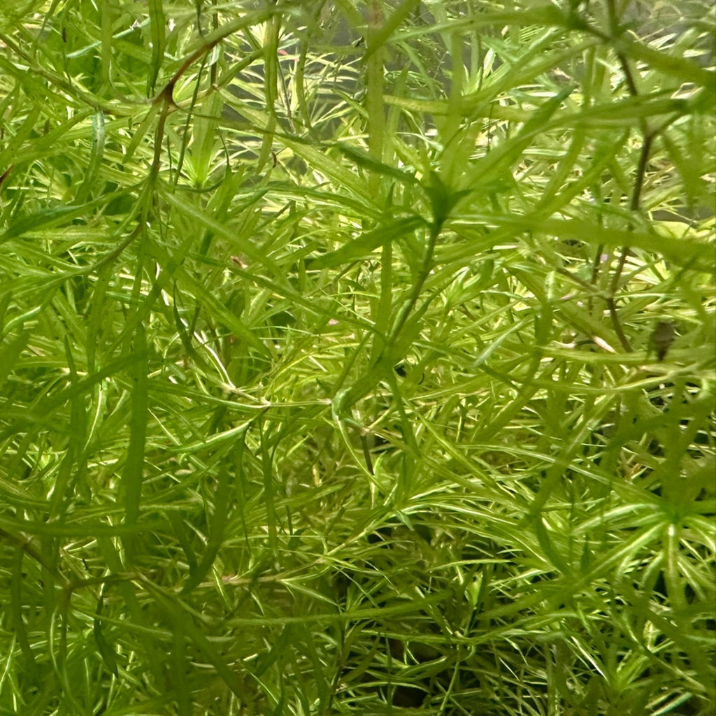 Close-up view of Scallywag's Fish Bowl floating plant Guppy Grass with thin green leaves