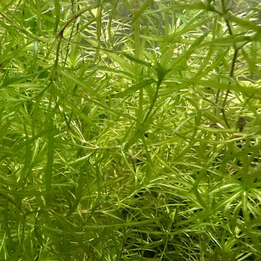 Close-up view of Scallywag's Fish Bowl floating plant Guppy Grass with thin green leaves