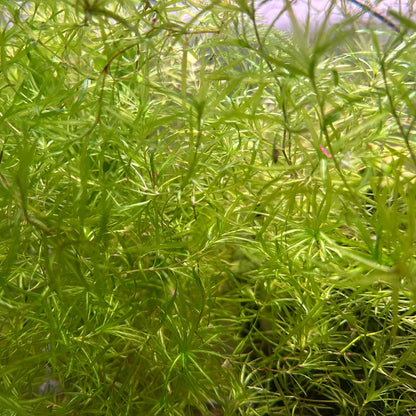 Close-up of vibrant green Guppy Grass floating plant from Scallywags Fish Bowl for aquariums