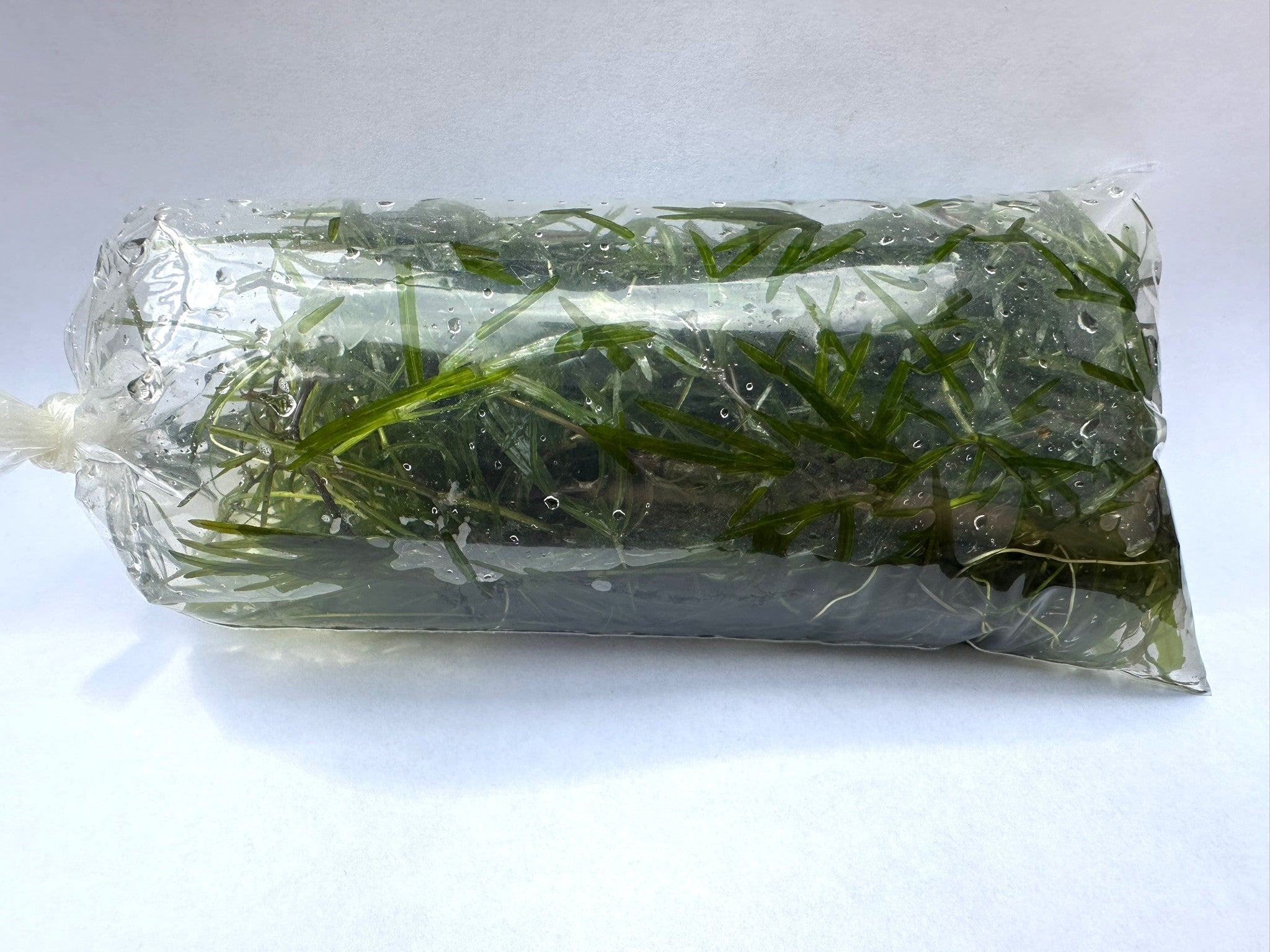 Guppy Grass | Beginner Aquarium Plant